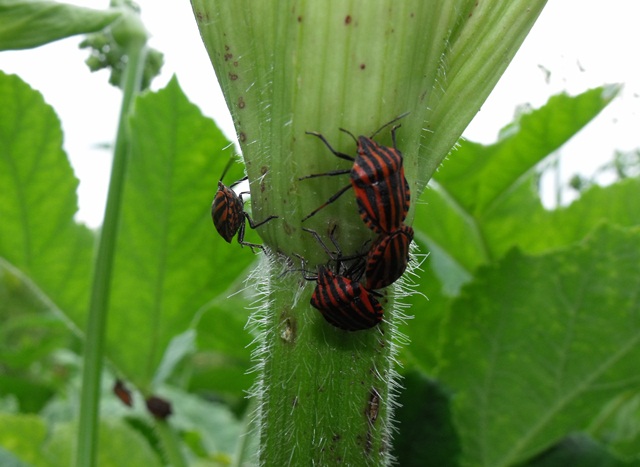 Graphosoma italicum?